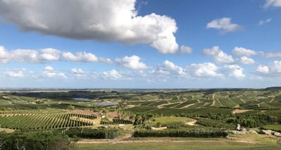 Maldonado wine hills