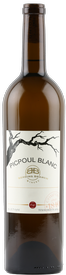 2024 Picpoul Blanc, Texas High Plains